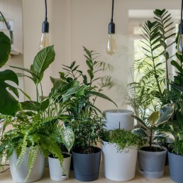 green plant in white ceramic pot