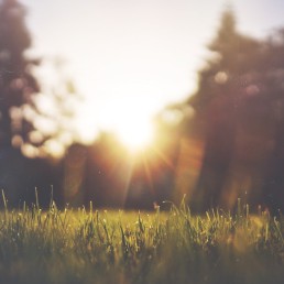 scenery of grass and trees