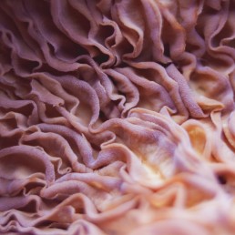 a close up view of a purple coral