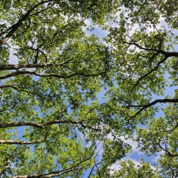 looking up at the tops of trees in a forest