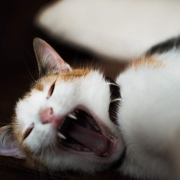 a cat yawning with its mouth open