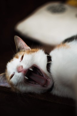 a cat yawning with its mouth open