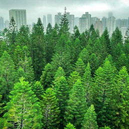 a view of a forest with tall buildings in the background